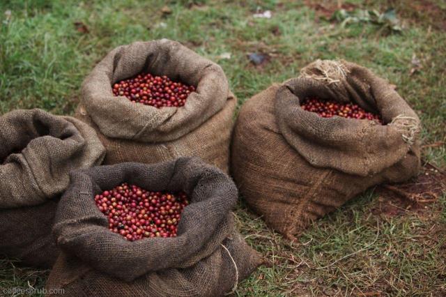 Cà phê Kenya sau khi thu hoạch - nguồn coffeehurb